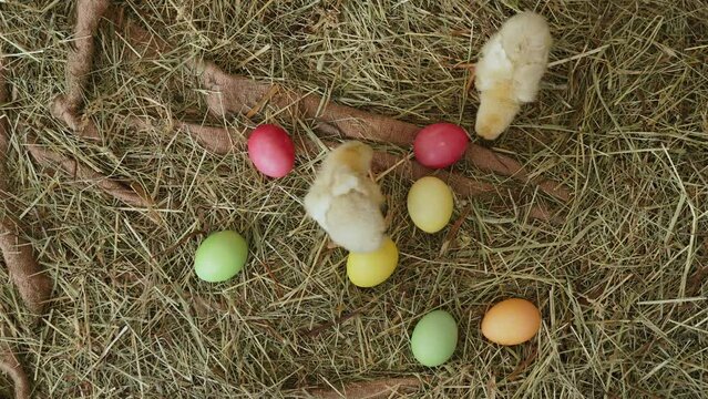 Two small fluffy adorable yellow chickens are walking in dry hay on burlap between colored eggs, nobody. Symbol of religious Easter and new life lies in chicken coop, top view. Pets roam freely.
