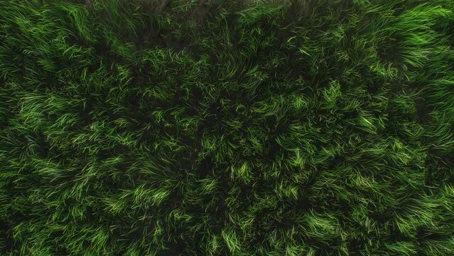 Grass Field Top View - Background Loop