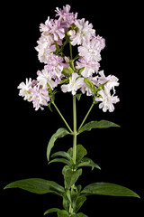 Pink flowers of phlox, isolated on black background