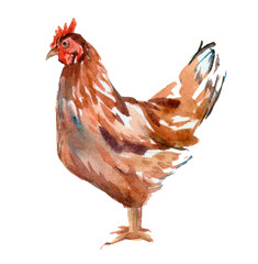Hen. Watercolor illustration on a white background.