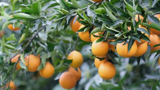 Many citrus oranges fruits on a tree. Gardening and harvest concert. 