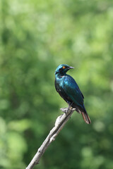 Obraz premium Greater Blue-eared starling