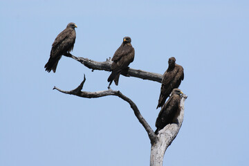 Black Eagles