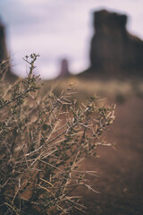 Monument Valley Cactus