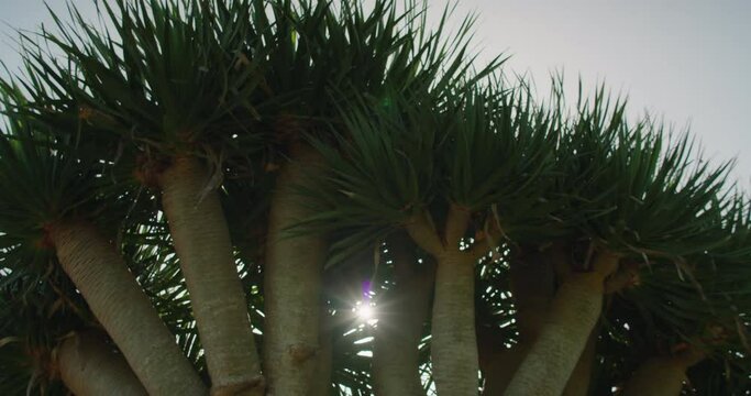 Tropical Dragon tree crown against blue sky at sunny day. Dracaena draco on the island of Tenerife Canary Islands Spain.