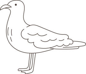 Sea Gull Bird