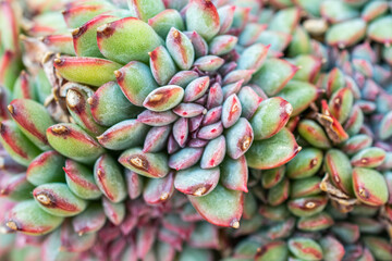 Fototapeta premium Echeveria succulent plant close-up