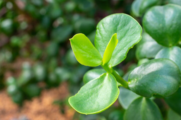 Jade Plant close up 