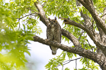 Great horned owl. Bubo virginianus