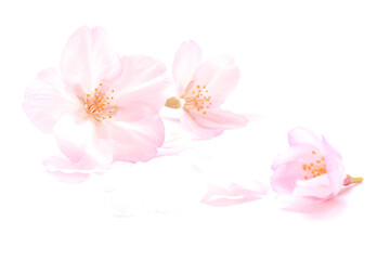桜 花びら ピンク 白 春 背景