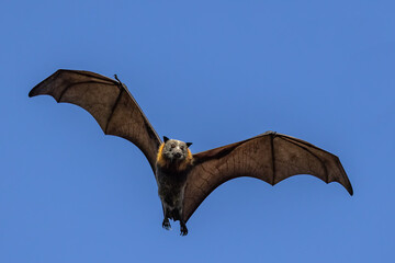 Australian Grey-headed Flying Fox in flight
