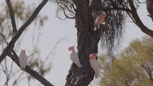 a flock of major mitchell's cockatoos perching in a gidgee tree at western queensland, australia