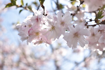 桜色の世界