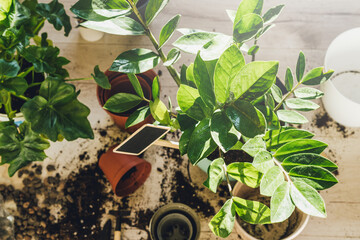 Potting plants at home. Indoor garden, house plants. Fern close up. Gardening tools on the table. Hobby, still life with plants	