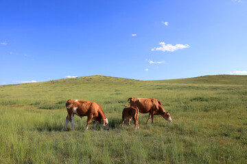 Fototapeta na wymiar A herd of cattle on the prairie