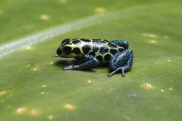 Mimic poison frog (Zimmerman's poison frog Amphibian) close up on a leaf