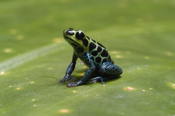 Mimic poison frog (Zimmerman's poison frog Amphibian) close up on a leaf