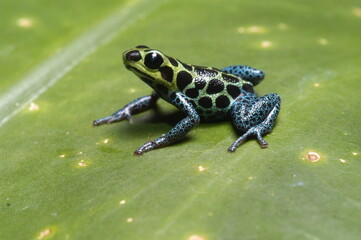 Mimic poison frog (Zimmerman's poison frog Amphibian) close up on a leaf