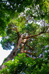 Naklejka premium 春日山城跡