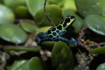 Mimic poison frog (Zimmerman's poison frog Amphibian) close up on a leaf