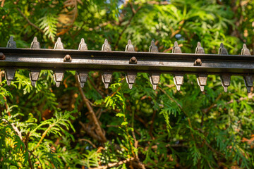pruning in the garden.Hedge clipping.Thuja Brabant pruning.garden trimmer cuts a hedge of thuja...