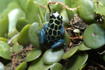 Mimic poison frog (Zimmerman's poison frog Amphibian) close up on a leaf