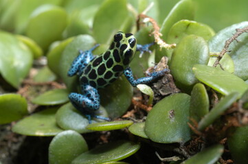 Mimic poison frog (Zimmerman's poison frog Amphibian) close up on a leaf