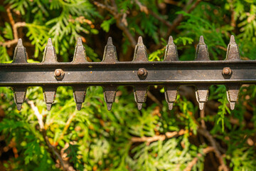Thuja Brabant pruning.brush cutter cutting branches a living green hedge. garden trimmer cuts a...