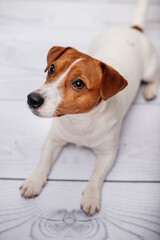 Adorable Jack Russell Terrier puppy at home looking away.