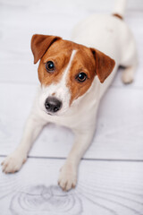 Cute jack russell dog lying on bed and looking in camera