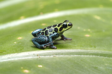 Mimic poison frog (Zimmerman's poison frog Amphibian) close up on a leaf