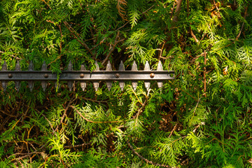 Thuja Brabant pruning.brush cutter cutting branches a living green hedge. garden trimmer cuts a...