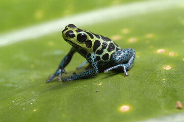Mimic poison frog (Zimmerman's poison frog Amphibian) close up on a leaf