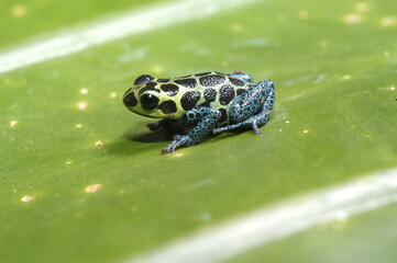 Mimic poison frog (Zimmerman's poison frog Amphibian) close up on a leaf