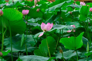Pink lotus flower Nelumbo nucifera close up in summer.