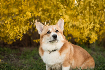 Naklejka na ściany i meble cheerful cute corgi. dog in the grass