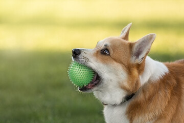 cheerful cute corgi. corgi playing ball