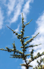 planta con cielo y nubes