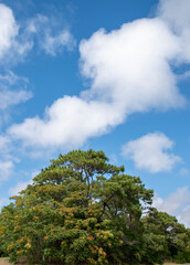 Arbol verde extraño con cielo celete