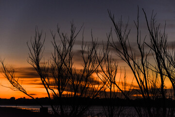 Arbol verde extraño con cielo celete