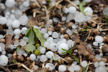 Spring Hail Storm With Green Leaves