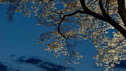 幽玄なエドヒガン桜のライトアップ