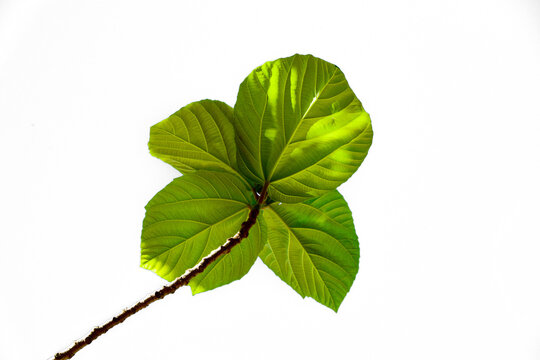 hoja verde 