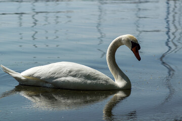 swan on the lake