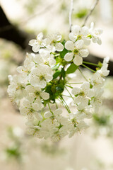 spring flower blossom. spring blossom flower on branch. image of spring blossom flower