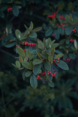 Holly and Berries