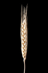 dry ears of wheat on black background