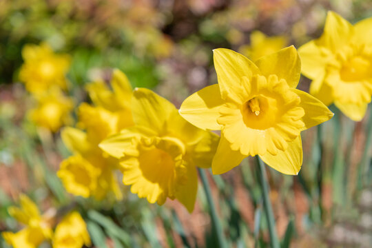 image of narcissus flower. narcissus flower in spring. narcissus flower on flowerbed.