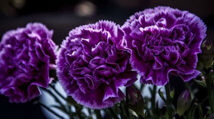 Majestic Purple Carnations