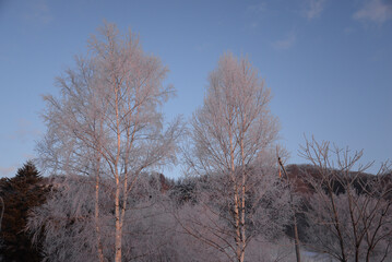 trees in winter